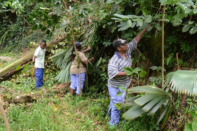 Creeping invaders are target of plant control campaign in Seychelles