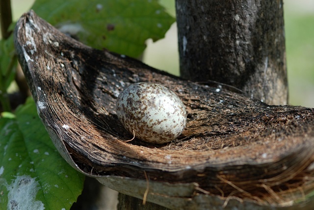 Début de saison pour une spécialité insulaire aux Seychelles : les œufs d'oiseaux.