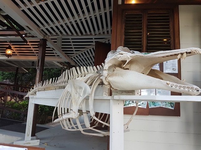 Pilot whale skeleton on display on Seychelles’ Silhouette Island