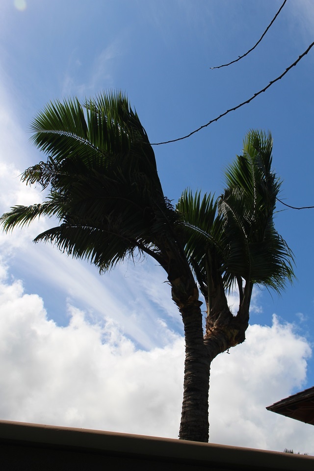 Coconut tree at hotel resort in Seychelles goes from double to triple hearted