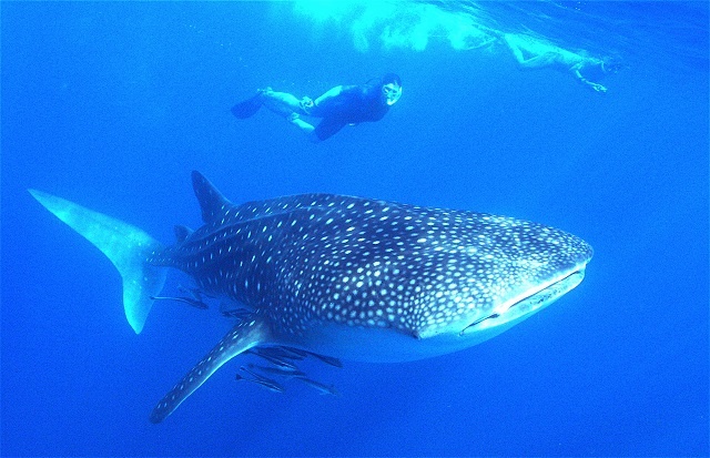 Whale sharks - world's largest fish - come to Seychelles early this year