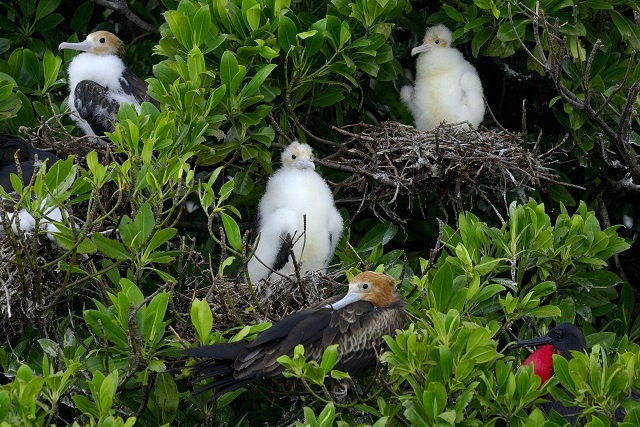 Seychelles Islands Foundation to conduct 2-year study of frigatebirds