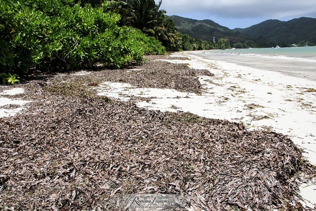 Innovative business in Seychelles to turn seaweed into fertiliser