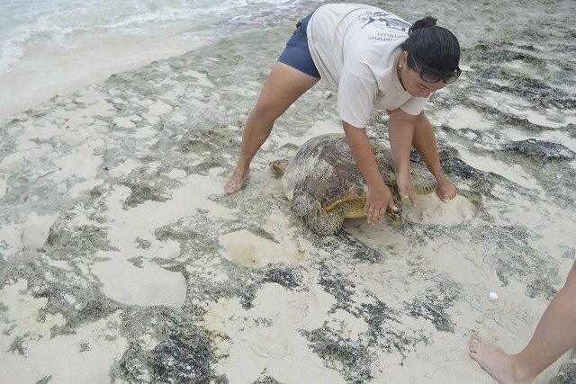 Say cheese? A conservationist in Seychelles de-sands turtles for ID pictures