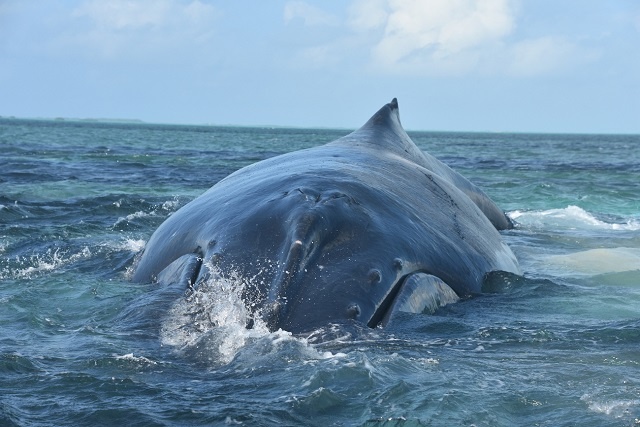 2 whales die after beaching themselves on Seychelles' Aldabra atoll