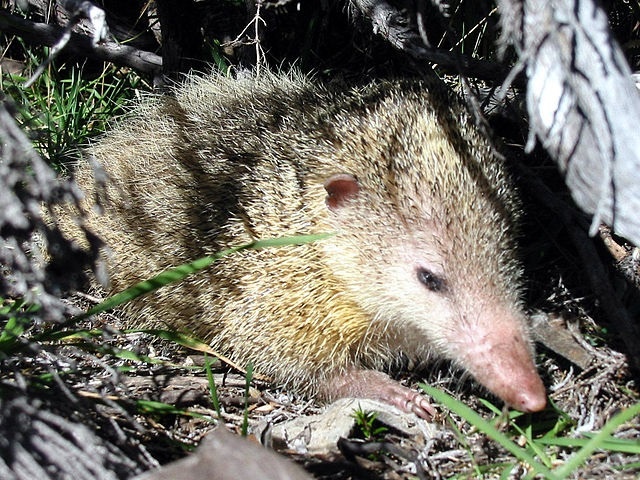 Project hopes to catch tenrecs in order to protect Seychelles' Vallee de Mai