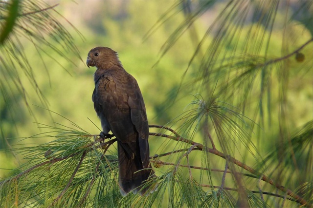 New DVD to promote the protection of the black parrot, Seychelles' national bird
