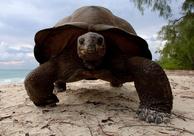Les scientifiques introduisent de nouvelles méthodes de suivi des tortues géantes d’Aldabra, aux Seychelles.