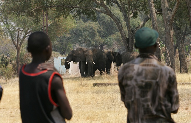 Critics hit US over elephant trophy imports