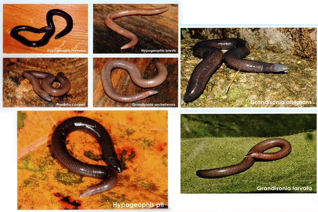 Creepy or cool? 7 limbless, burrowing amphibians found in Seychelles