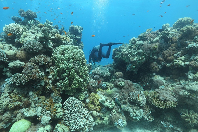La fréquence du blanchissement des récifs coralliens s'accélère