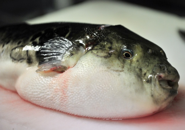 Deadly fugu fish flub prompts Japan emergency warning