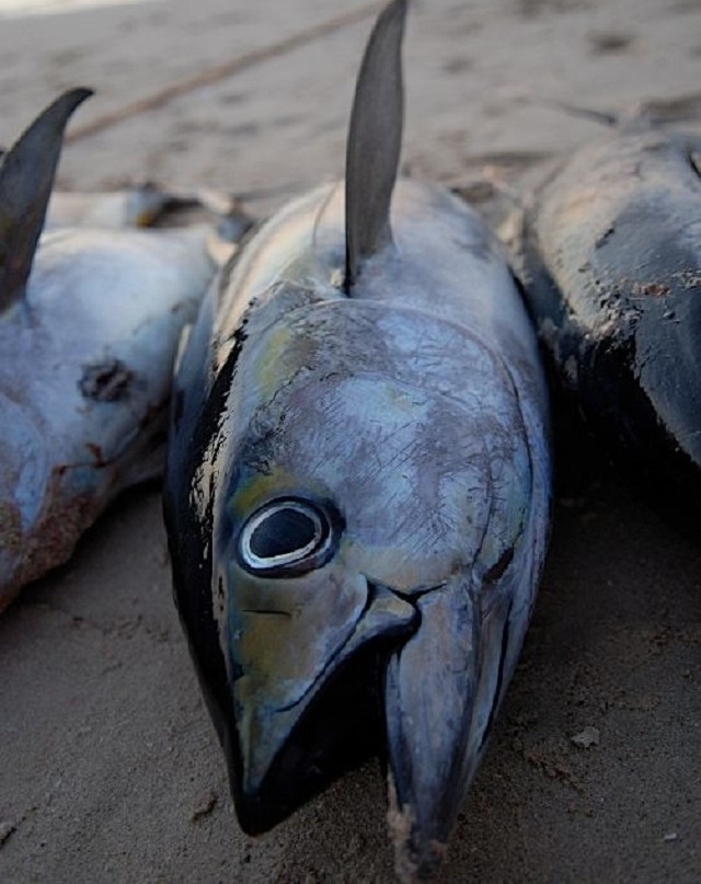 Les Seychelles mettent en place de nouvelles mesures pour surveiller le stock de thon albacore.