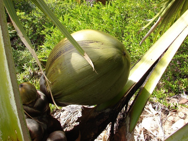 New census aims to aid survival of Seychelles’ endemic coco de mer