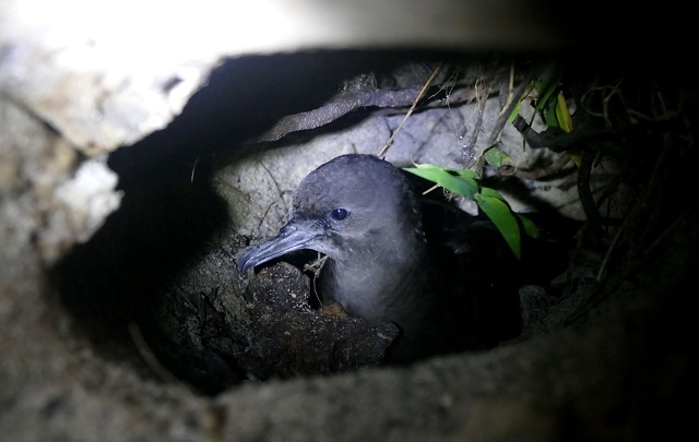 Seabird colony found on remote Seychellois island a positive surprise for conservation officers