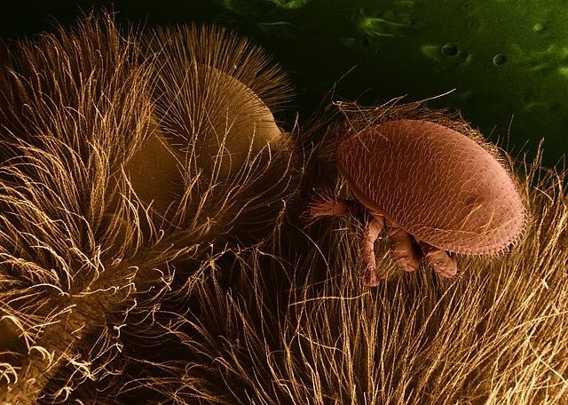 Experts protecting Seychelles from parasite that could devastate bees -- and agriculture