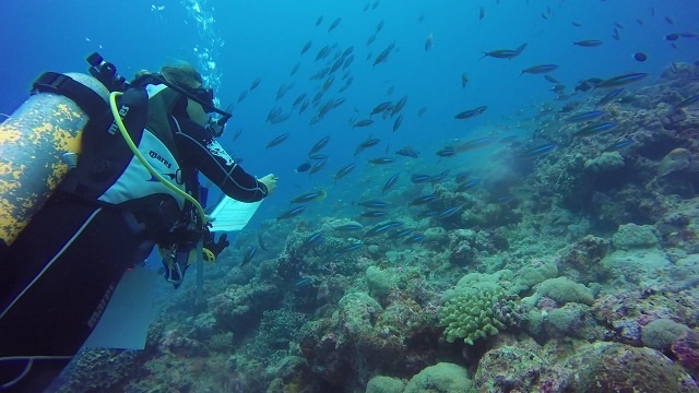 Le Corail fait son retour sur Aldabra aux Seychelles, mais le nombre de poissons baisse