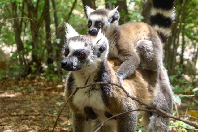 95% of lemur population facing extinction: conservationists