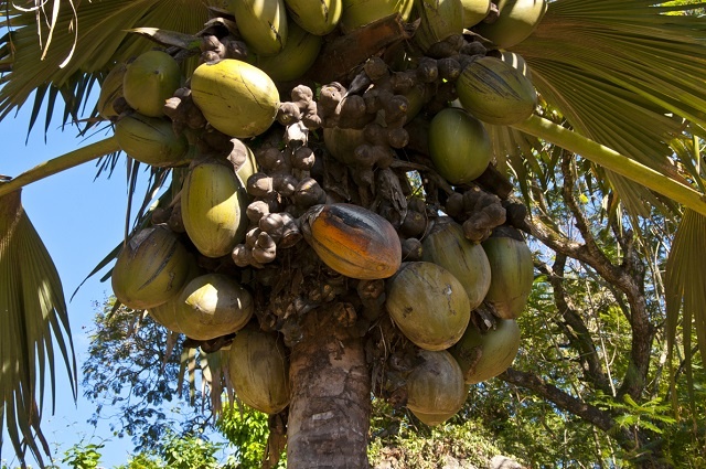 After census, Seychelles is armed with more info to amend coco de