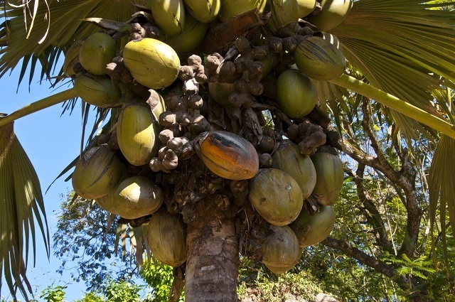 Après le recensement, les Seychelles disposent de plus d'informations pour modifier le décret sur le coco de mer