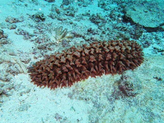 Seychelles Fishing Authority reduces length of sea cucumber season to 8 months