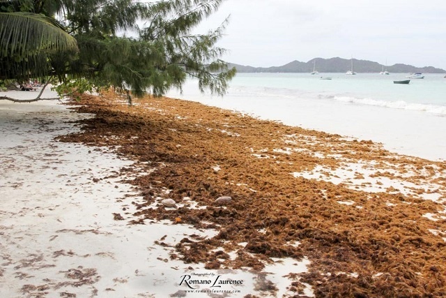 Le ministère de l'Environnement s'inquiète d'une nouvelle algue aux Seychelles