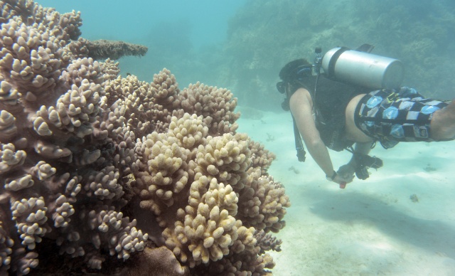 Largest coral re-planting project launched on the Great Barrier Reef