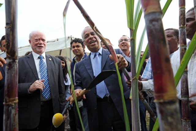 In Mauritius, sugar cane means money, renewable energy