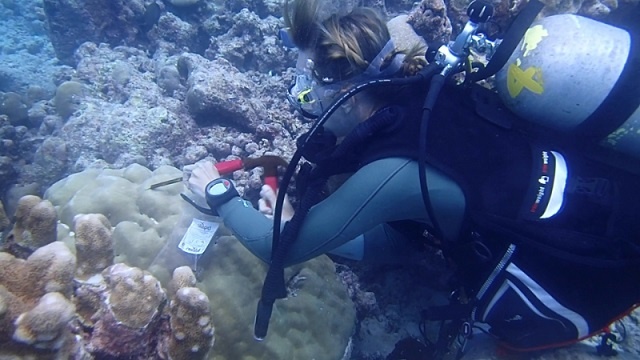 PhD student studying Seychelles and region's coral larvae and coral connectivity