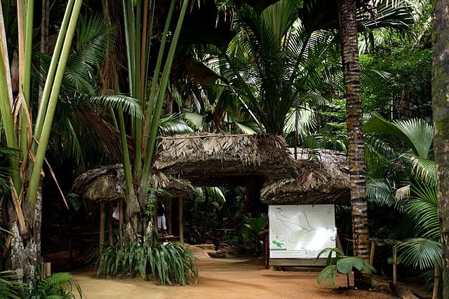 Seychelles’ Vallee de Mai, home of world’s largest nut, marks 35 years as World Heritage Site