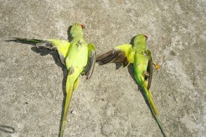 Seychelles parakeet hot sale