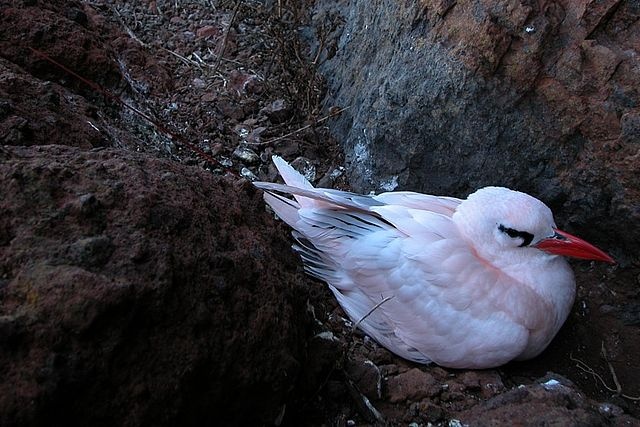 Population of tropicbirds on the decline in Seychelles, study shows