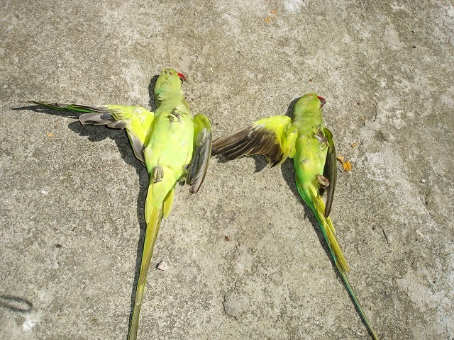Ring-necked parakeet declared eradicated from Seychelles after 8 years of work
