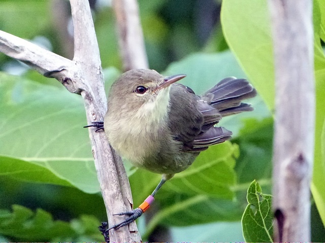 A mother bird with a helper lives longer, according to study of Seychelles warblers