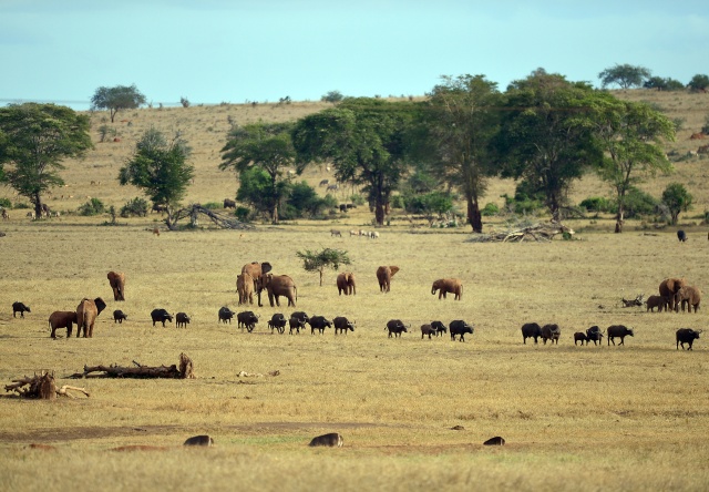 Researchers discover ancient giant 'lion' in Kenya