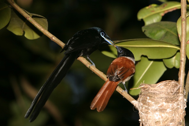Discovery of new paradise flycatcher nest lifts spirits of those protecting Seychelles' critically endangered bird