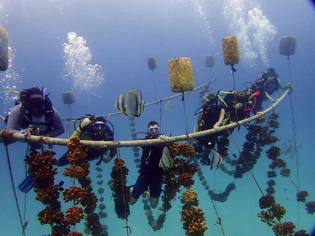 As coral becomes increasingly threatened, Seychelles helps six countries practice coral restoration