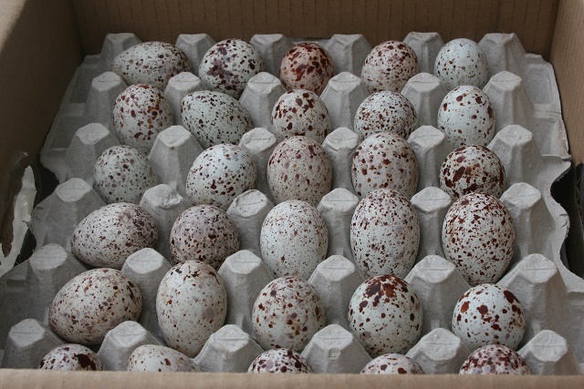 Sooty tern eggs, an island favorite in Seychelles, are scarce and pricey this year