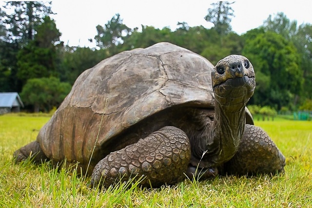 You'd be lazy too at age 187! Jonathan the tortoise sets a world record for Seychelles