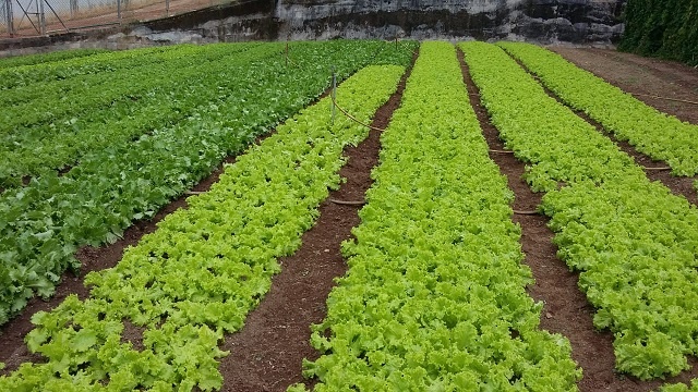 Free land being given to graduating farm students to boost food production in Seychelles