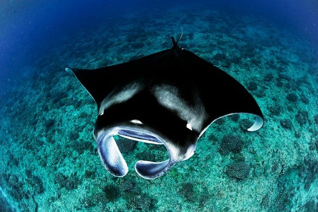 Study finds manta rays congregating around 2 Seychellois islands