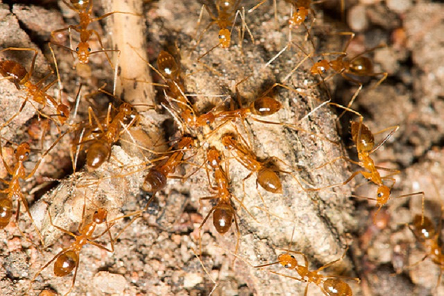 Les fourmis jaunes dans la ligne de mire pour protéger le coco de mer des Seychelles
