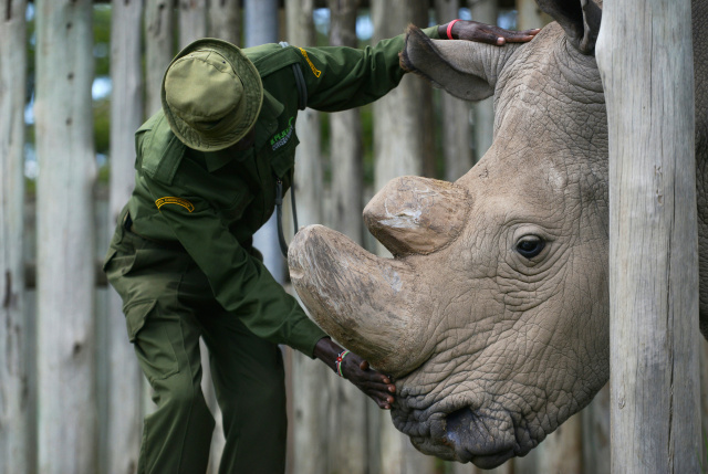 Scientists create embryos to save northern white rhinos