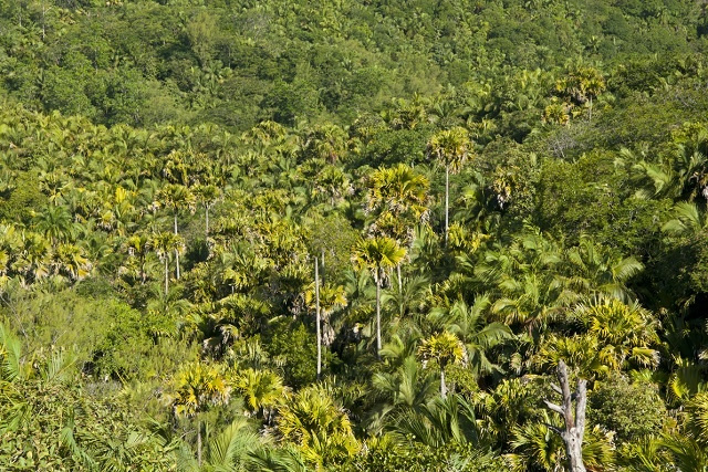 La FAO aide les Seychelles à adopter une nouvelle politique forestière nationale