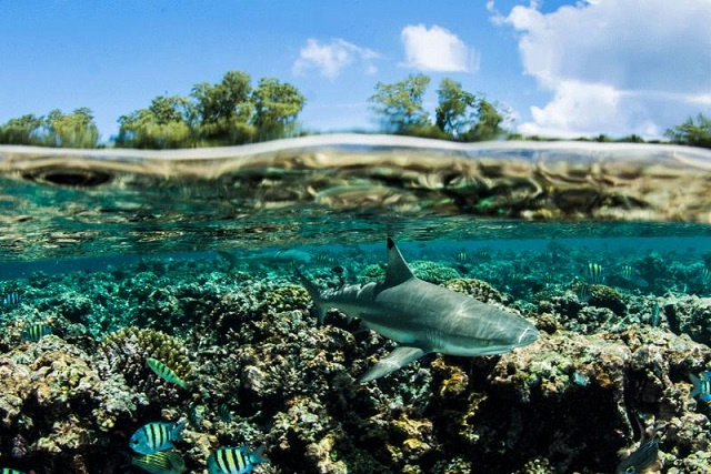 Save Our Seas study finds that Seychelles' St. Joseph is healthy place for blacktip reef sharks