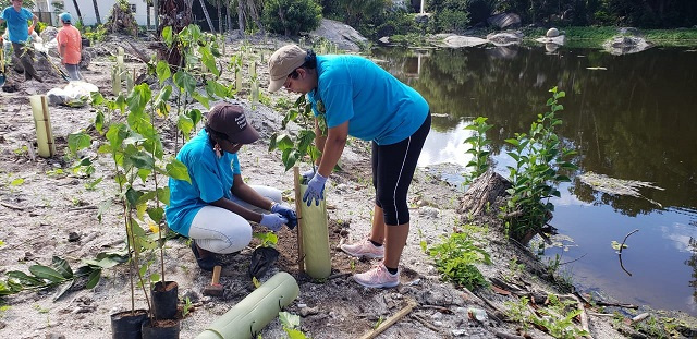 250 arbres plantés le long d’un marais sur l'île principale des Seychelles afin de réduire les impacts du changement climatique