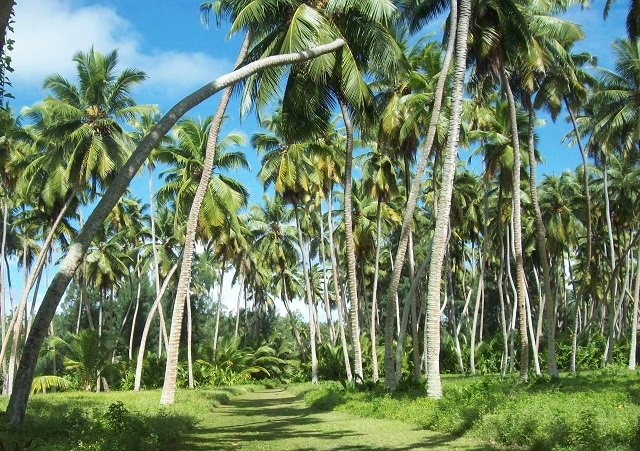 No coconut, no Seychelles: How the 'tree of life' nourished islands' first visitors, fueled commerce
