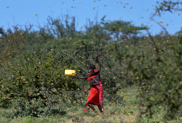 UN warns 'ravenous' locusts threatening East Africa