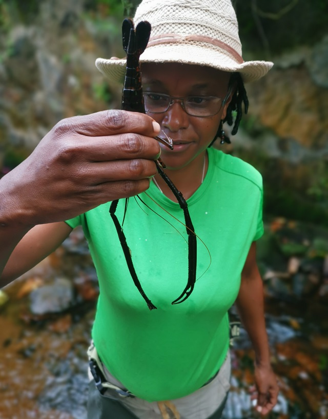 New aquatic survey in Seychelles to establish status of freshwater species