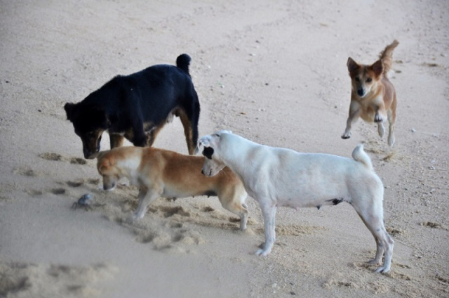 Start of Seychelles’ Control and Protection of Dogs Act pushed back to January 2021